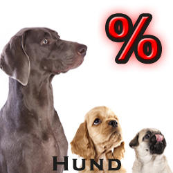 Hund