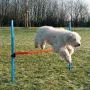 Dog Activity Agility Hürde, 123x115x3 cm, blau/orange thumbnail