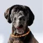 Amberdog Bernsteinkette -Sonne- 51 cm thumbnail