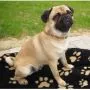 Amberdog Bernsteinkette -Sonne- 22 cm thumbnail