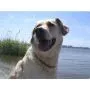 Amberdog Bernsteinkette -Sonne- 45 cm thumbnail