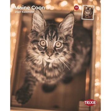 Kalender 2027 Maine Coon Katzen
