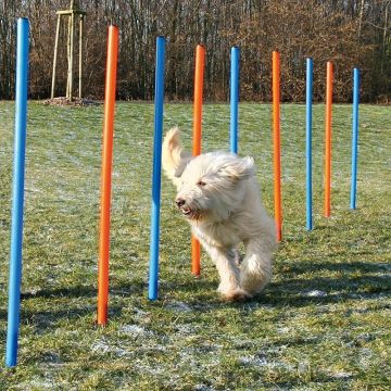 Dog Activity Agility Slalom, 115x3 cm, 12St., blau/orange