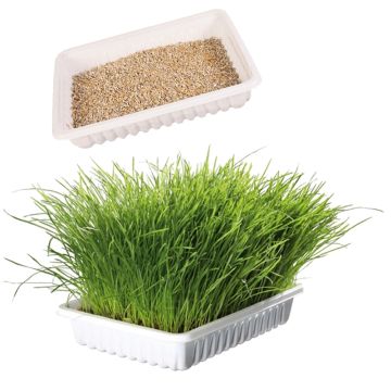 Softgras für Katzen 100g