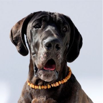 Amberdog Bernsteinkette -Sonne- 50 cm Amberdog Bernsteinkette -Sonne- 50 cm