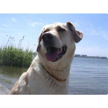 Amberdog Bernsteinkette -Sonne- 46 cm Amberdog Bernsteinkette -Sonne- 46 cm