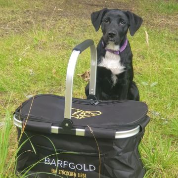 Barfgold Kühlkorb m. Vortasche und Reißverschluss