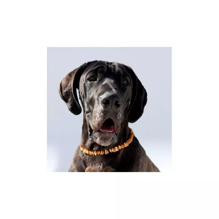 Amberdog Bernsteinkette -Sonne- 51 cm Amberdog Bernsteinkette -Sonne- 51 cm
