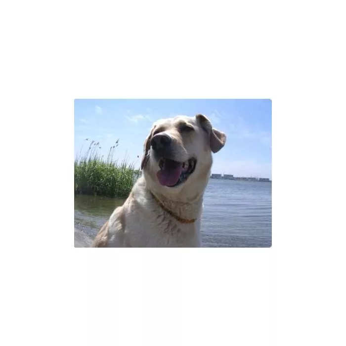 Amberdog Bernsteinkette -Sonne- 45 cm Amberdog Bernsteinkette -Sonne- 45 cm
