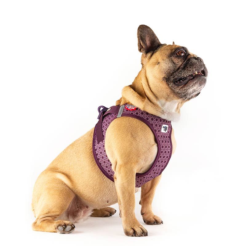 Curli Geschirr Vest Air-Mesh Clasp, Gr. XXXS, prince purple