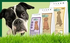 Kopf eines Mops neben Trockenfutterprodukten