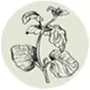 Oregano