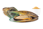 Fleisch Grünlippmuschel Neuseeland