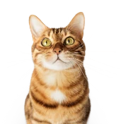 Katze