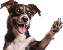 Hund