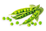 Erbsen