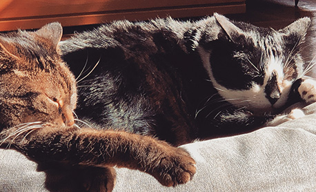 Stressfrei mit Haustier durch Silvester