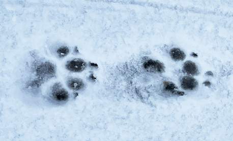 Pfotenpflege bei Schnee und Eis