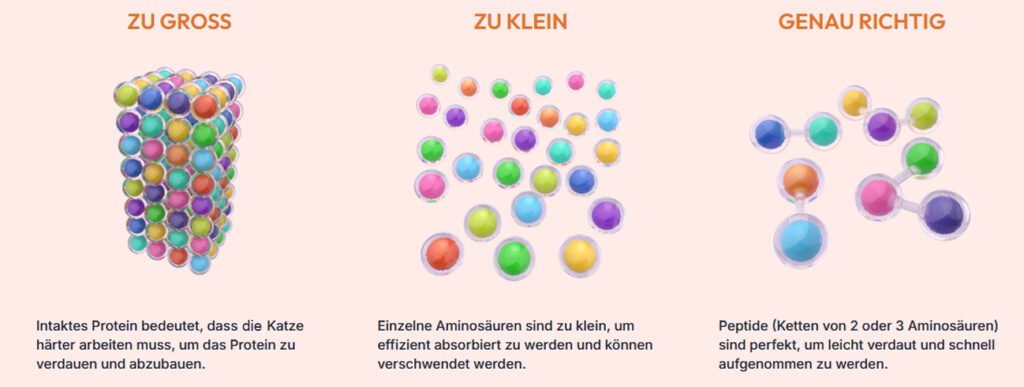 Erklärung wie stark die Verkleinerung der Proteine sein muss.